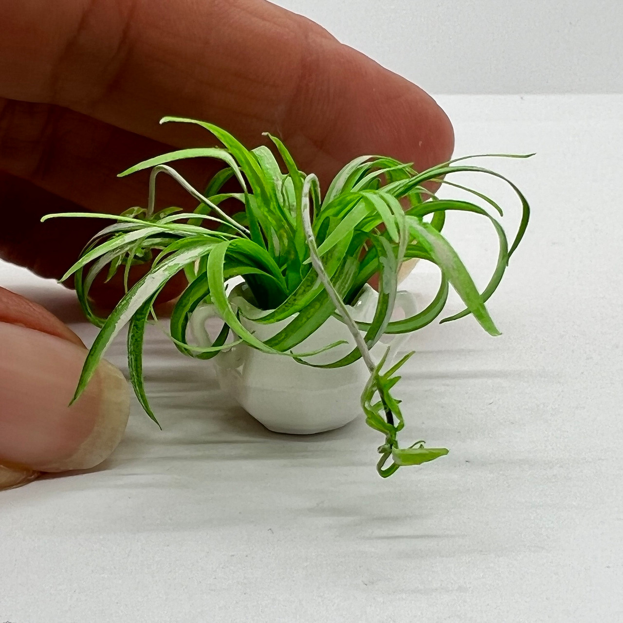 Spider Plant in White Ceramic Pot (UFN3017) shown with hand for scale