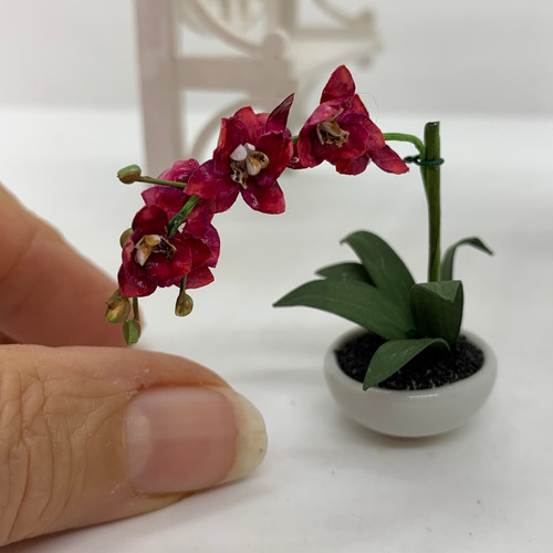Four-Bloom Potted Orchid (UFN3011)