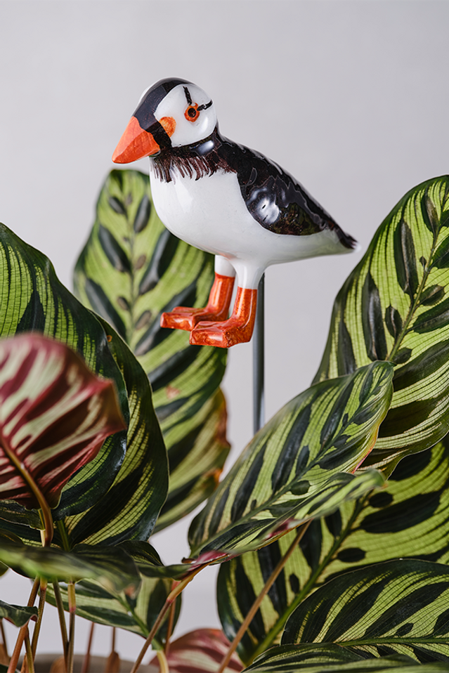 Puffin in Plant