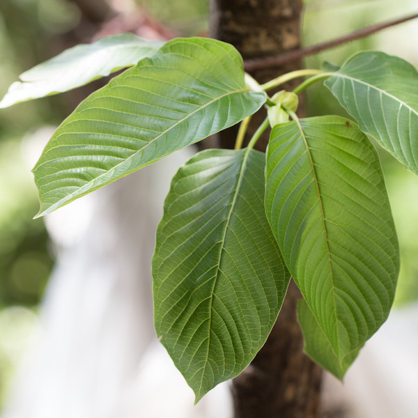Benefits of Kratom: 7 Potential Health Benefits of Kratom Products
