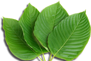 Kratom Extracts
