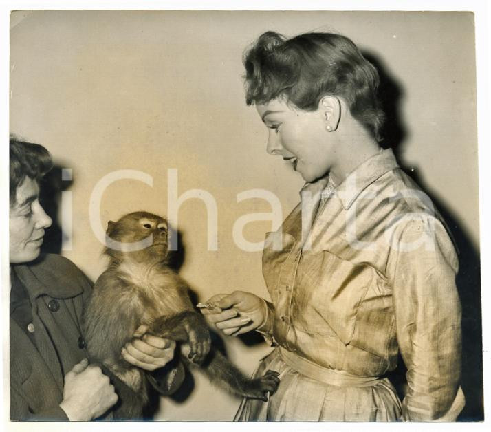 1953 LONDON Elstree Studios - Jeanne CRAIN gives a candy to baboon Mr. Beauchamp
