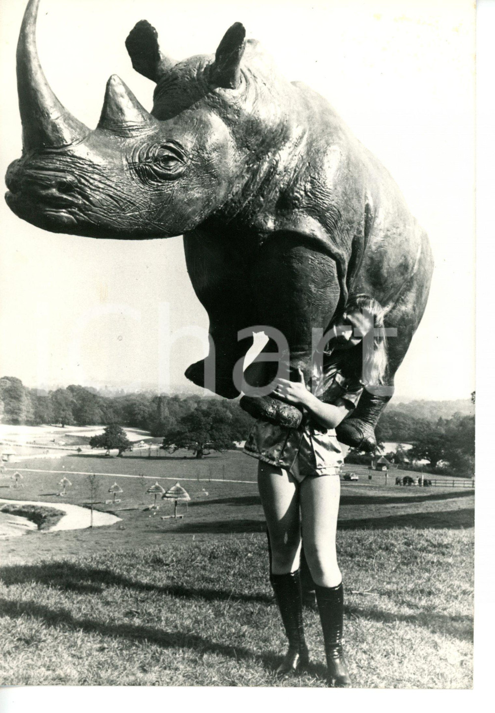1970 REGNO UNITO Ragazza inglese solleva rinoceronte in fibra di vetro *Foto 