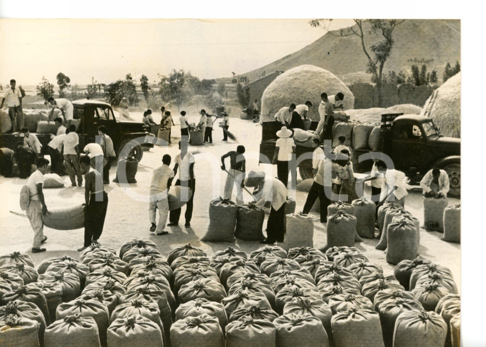 1967 CINA Contadini dividono il grano in sacchi *Foto 18x13 cm