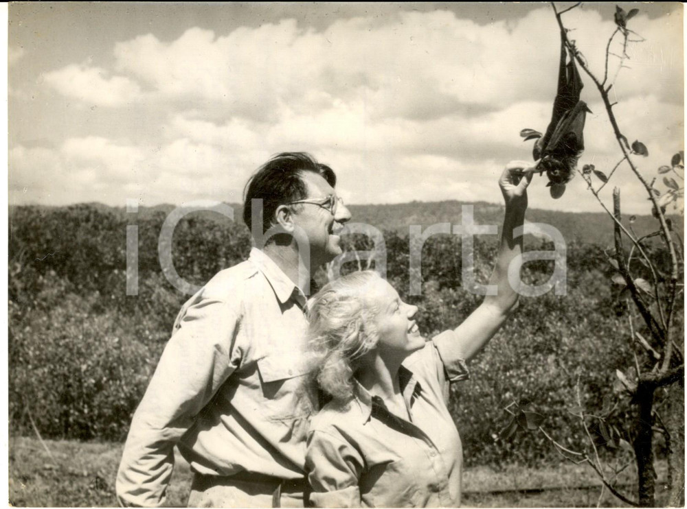 1954 NEW GUINEA Armand and Michaela DENIS with a hanging bat *Photo 20x15
