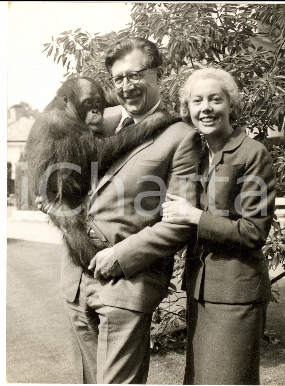 1958 BRISTOL ZOO Armand and Michaela DENIS with an orangutan *Photo 15x20 cm