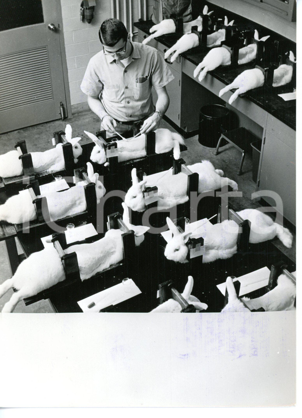 1960 ca WILMINGTON DuPont Central Research - Sperimentazione su conigli *Foto