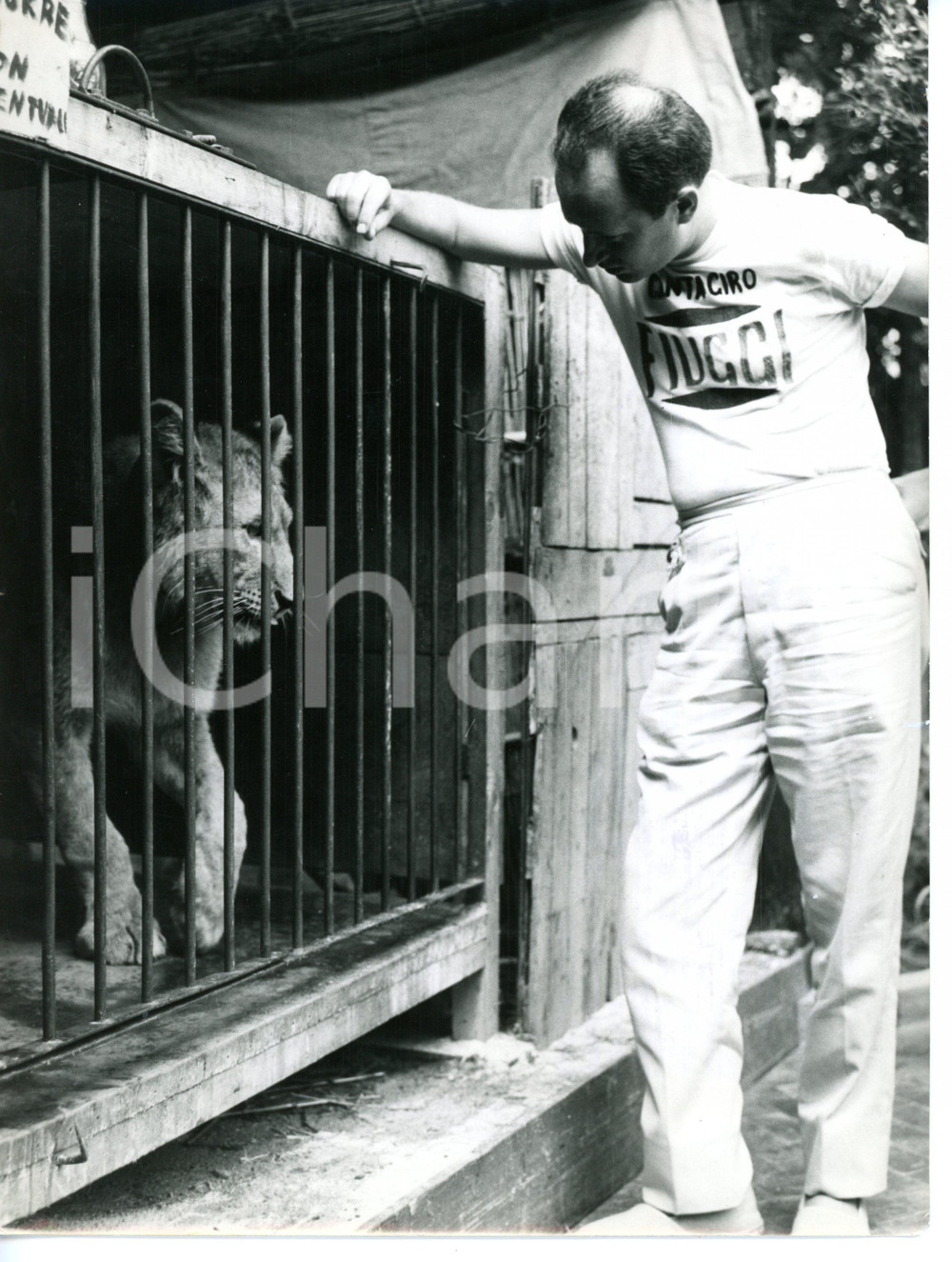 1963 JESOLO - CANTAGIRO Nico FIDENCO osserva leonessa in gabbia *Foto 18x24 cm