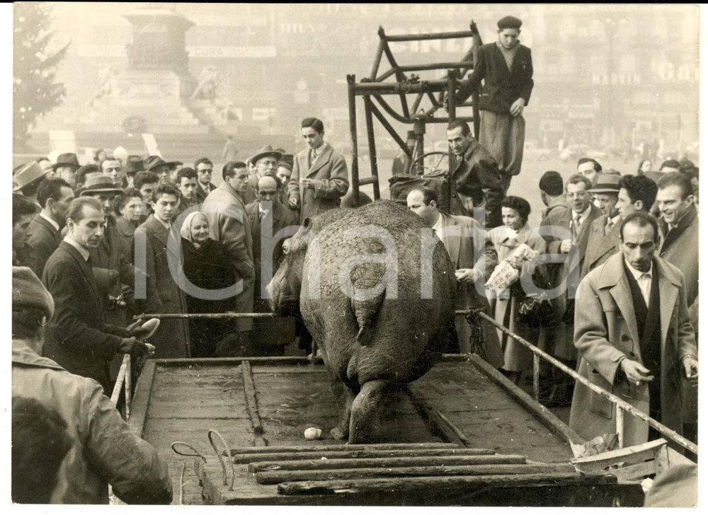 1957 MILANO Piazza Duomo - Cattura di ippopotamo fuggito dal CIRCO TOGNI - Foto