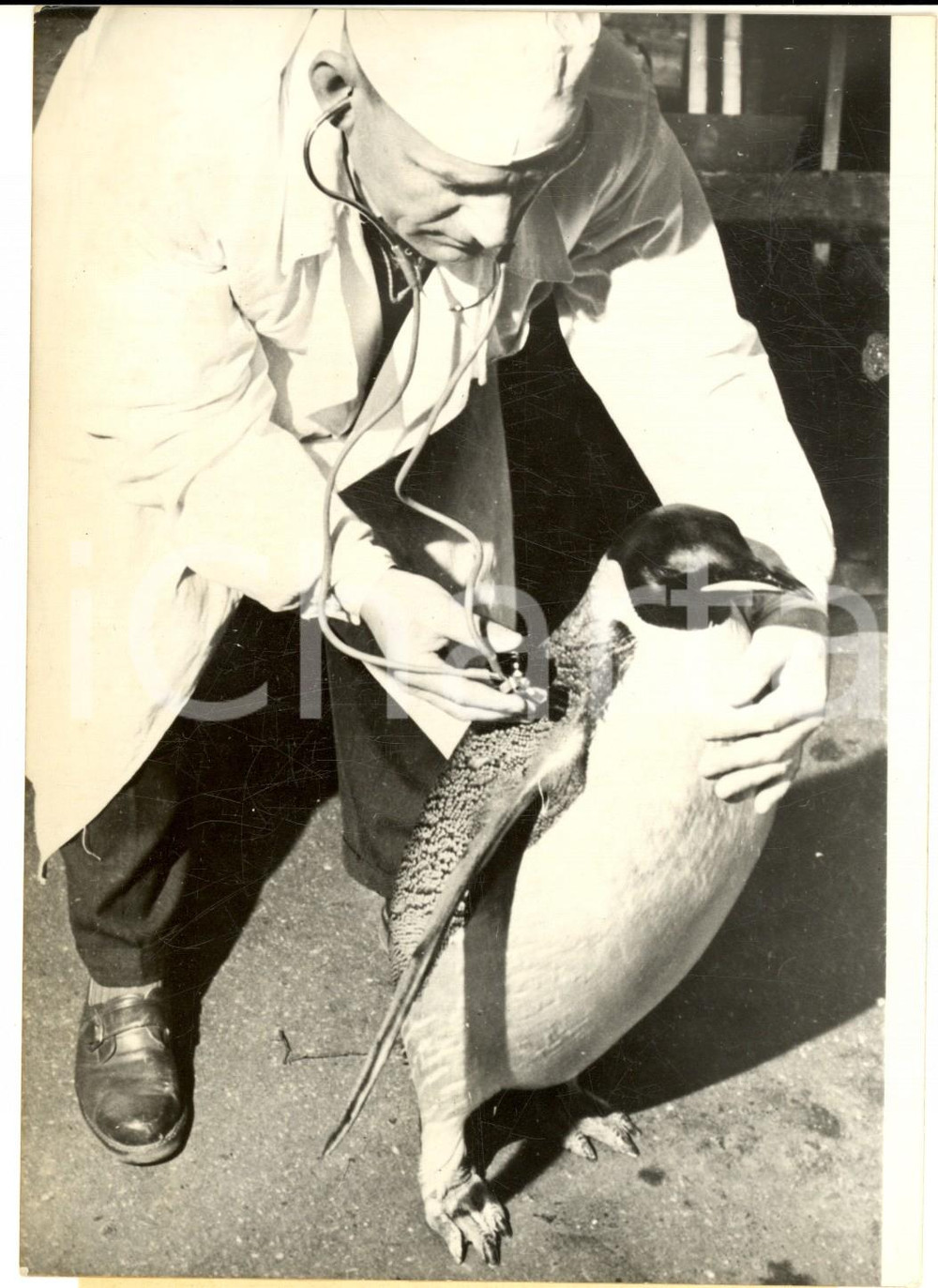 1959 ZOO DI MOSCA Veterinario visita un pinguino con lo stetoscopio - Foto 13x18