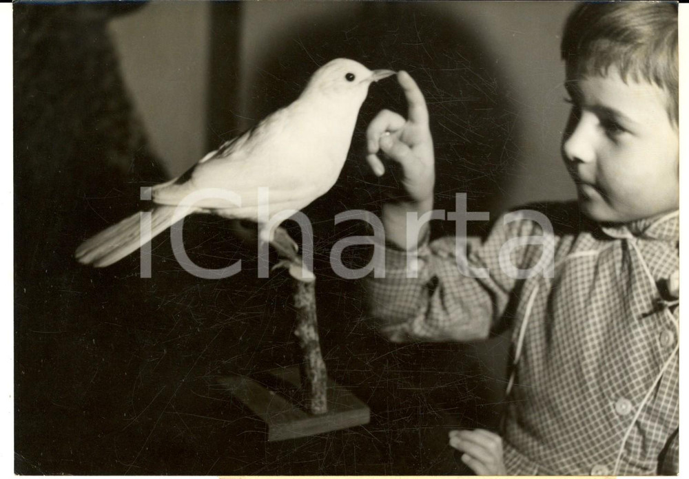 1959 FRANCE Raro merlo bianco catturato da Bernard RAMIER *Foto 18x13 cm