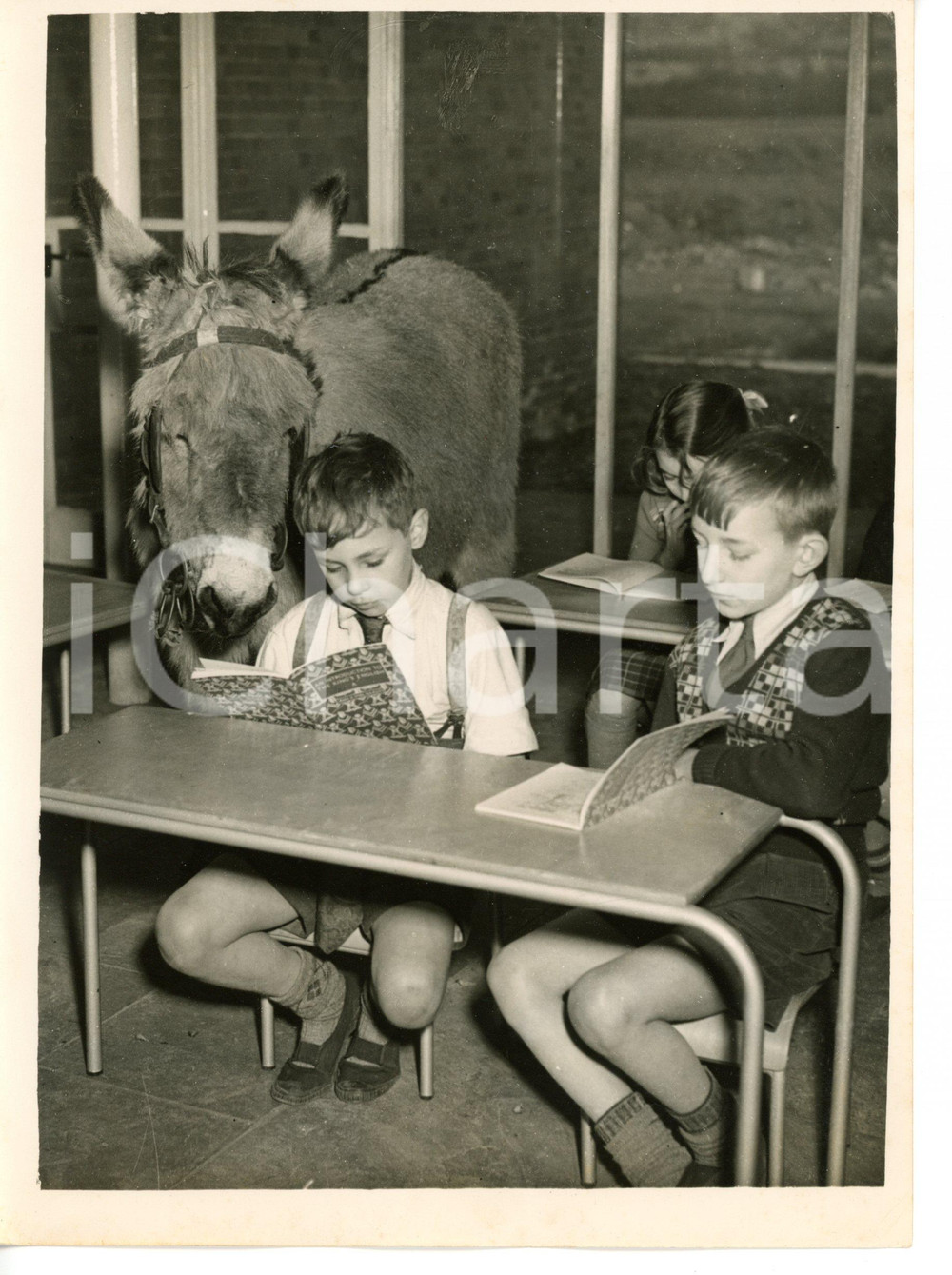 1954 OLDHAM Fitton Hill Primary School - A donkey following lesson *Foto 15x20