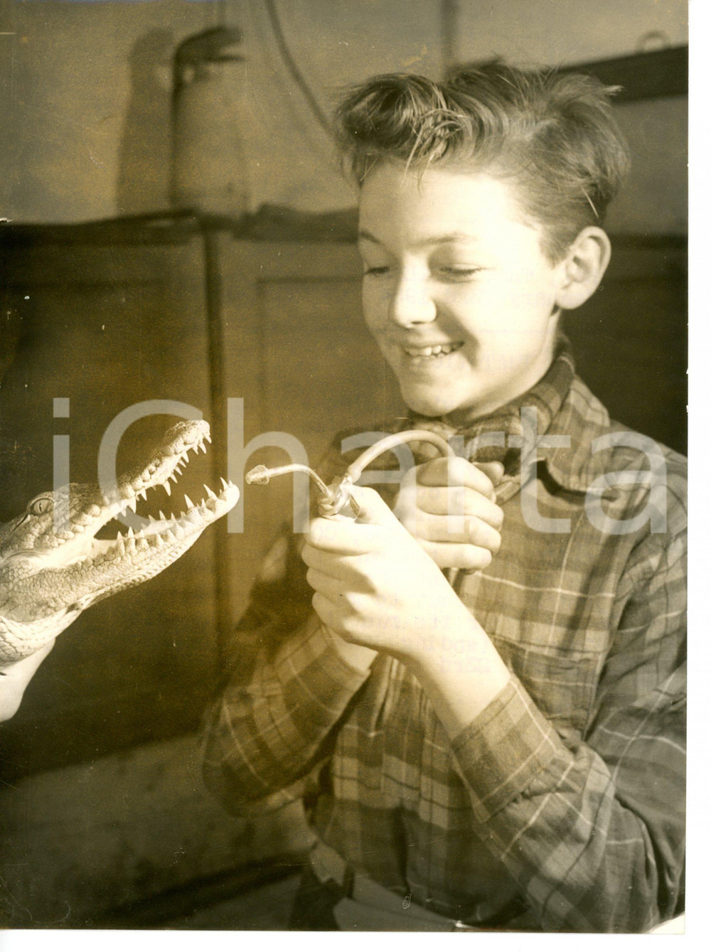 1954 BRISTOL ZOO Colin FREEAR with a little crocodile *Foto 15x20 cm
