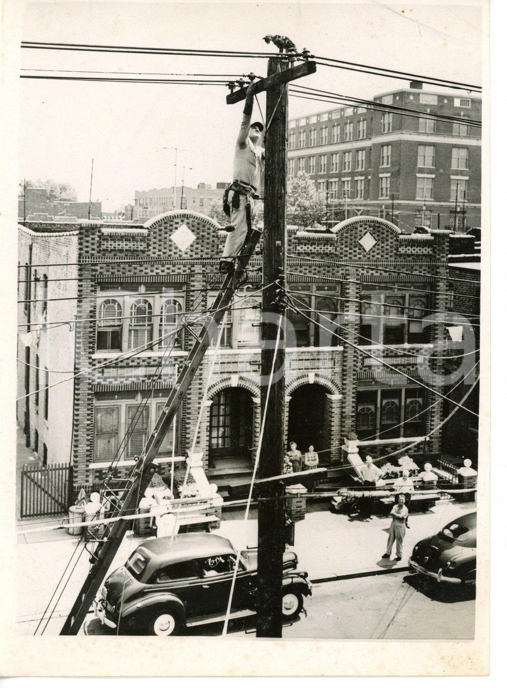 1953 BROOKLYN George QUINN on the top of a pole during rescuing of a cat *Photo 