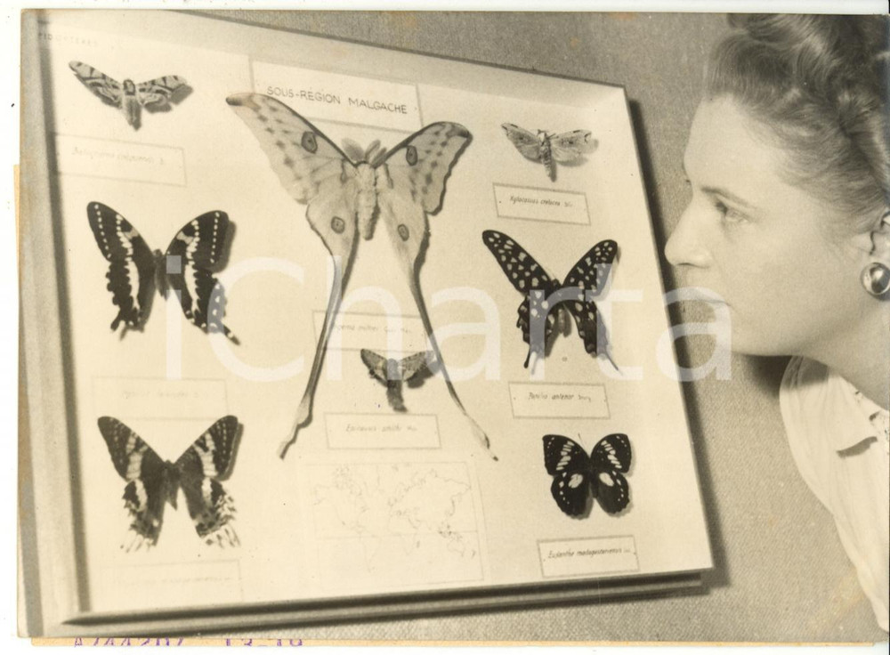 1953 PARIS Muséum Histoire Naturelle - Mostra "Splendeur du monde des insectes"