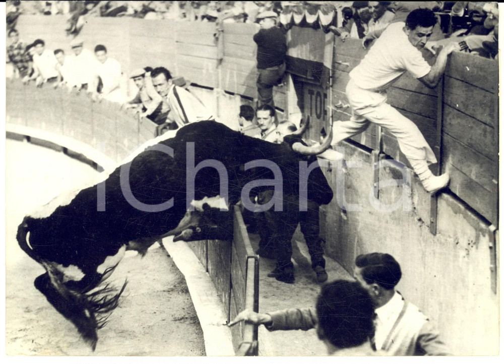 1955 ARLES CORRIDA Torero André DOULAUD fugge dal toro Moulinos - Foto 18x13 cm