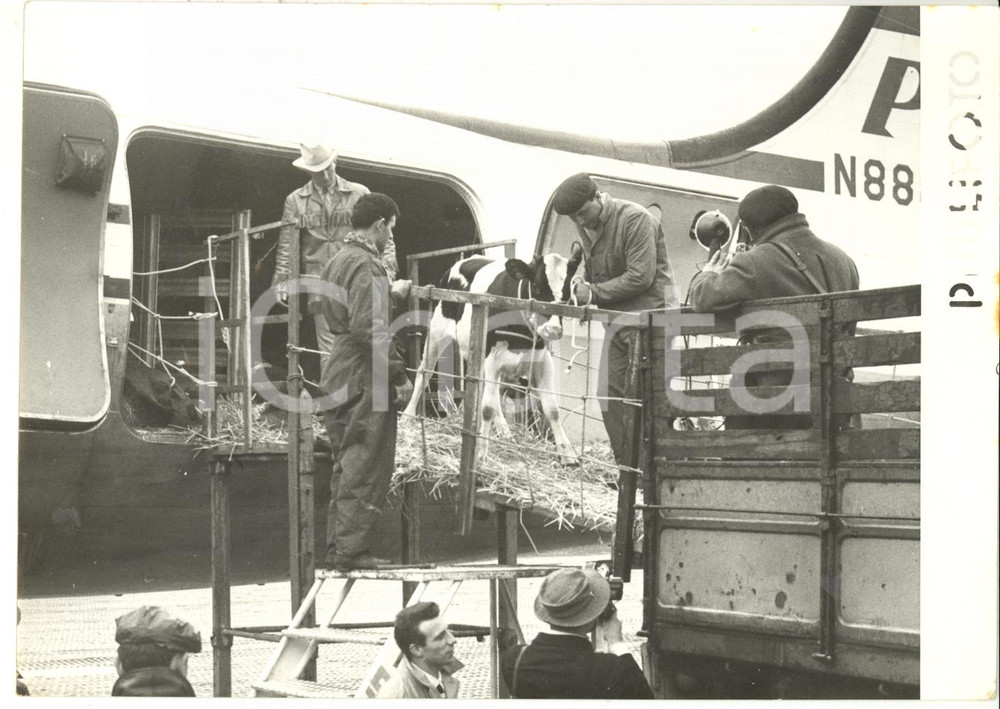 1958 AEROPORTO DI NAPOLI-CAPODICHINO Aereo carico di vitelli *Foto 18x13 cm