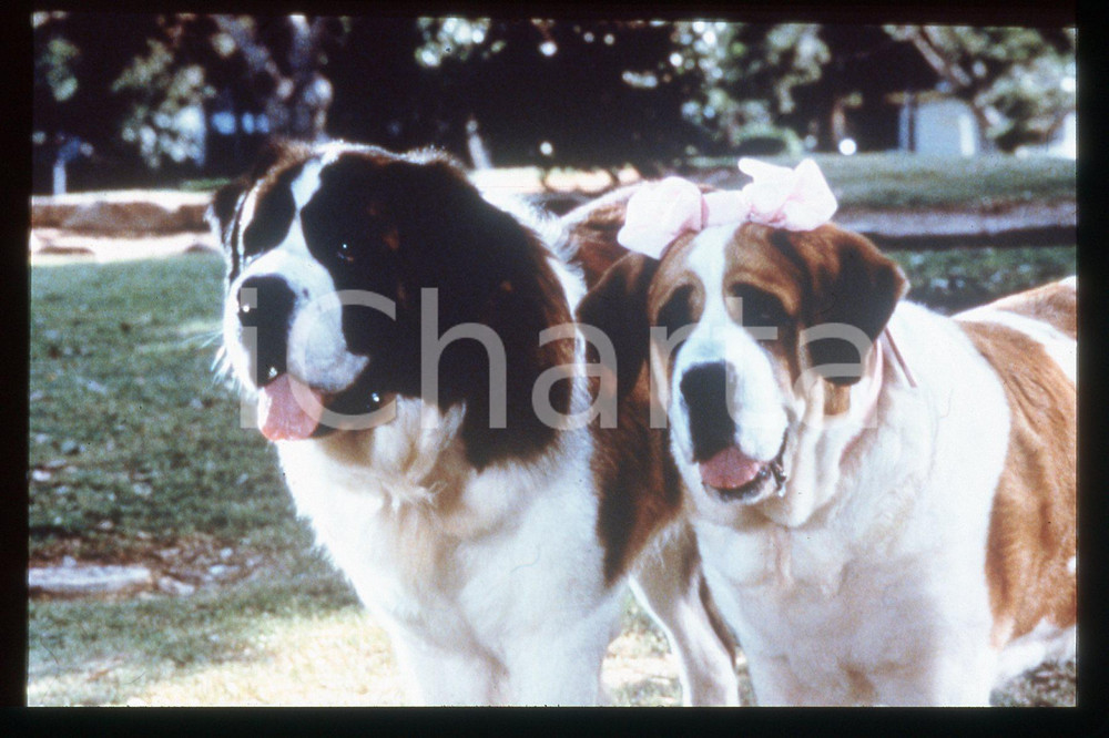 35mm vintage slide* 1993 Beethoven 2 BEETHOVEN e MISSY San Bernardo protagonisti