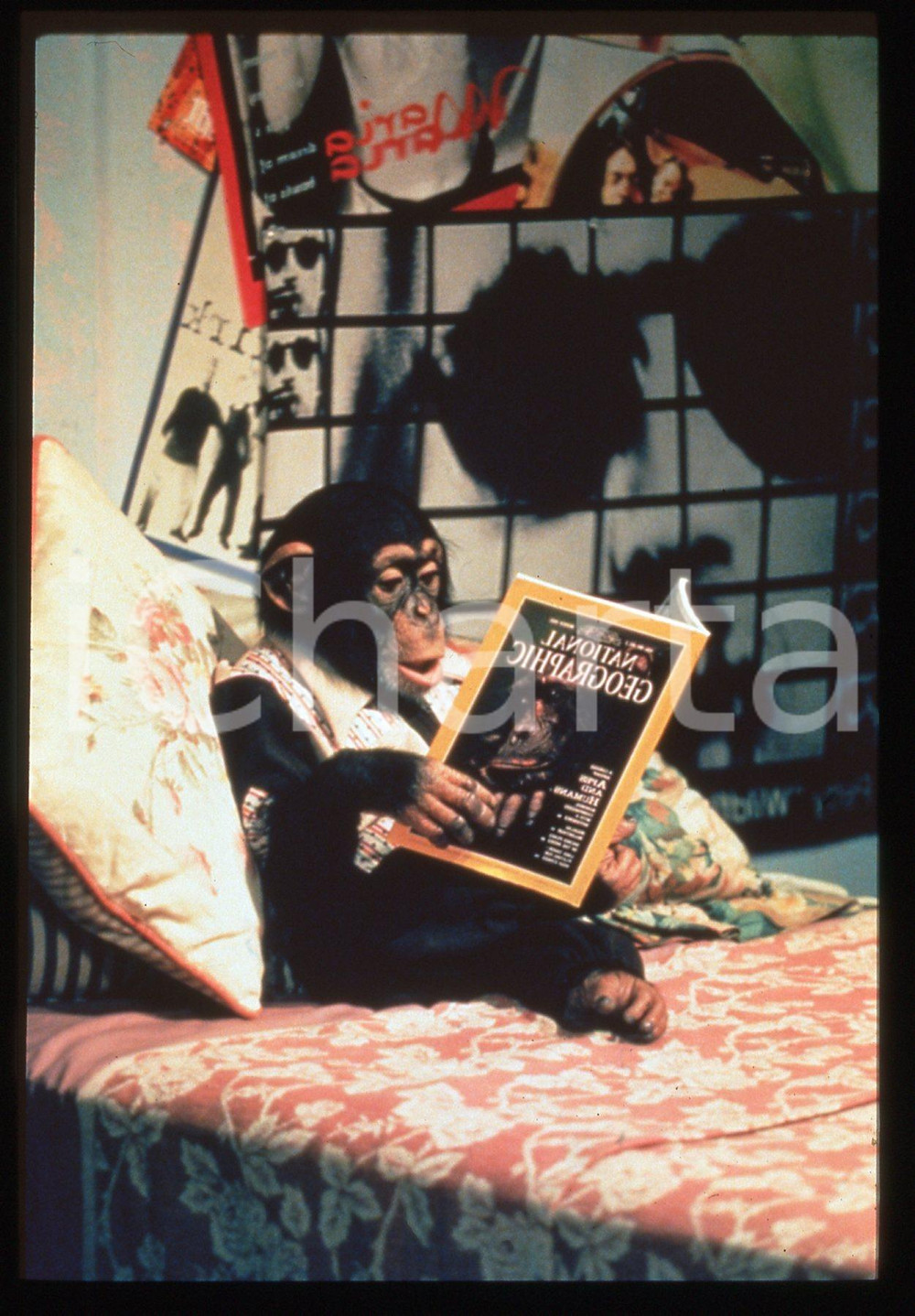 Fotografia d epoca originale 35mm vintage slide 1991 STEP BY STEP di William BICKLEY Una scena della serie 1