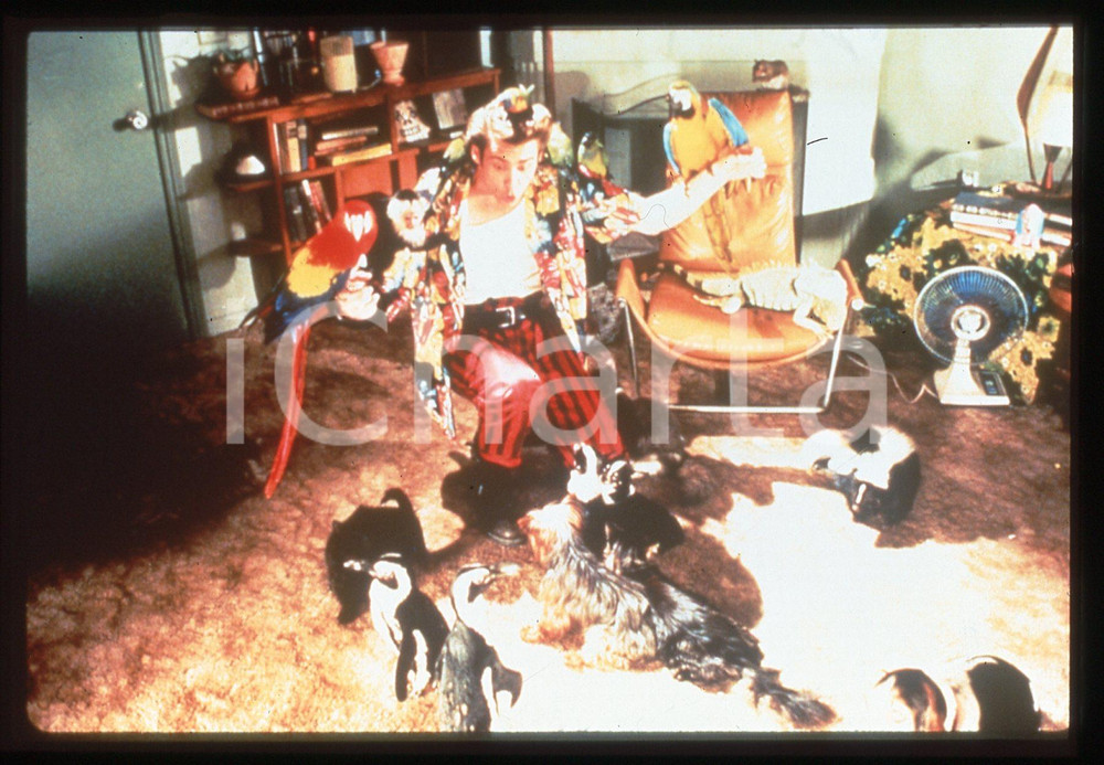 35mm vintage slide* 1994 ACE VENTURA: PET DETECTIVE Jim CARREY in una scena 