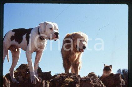 BEN - CINEMA "HOMEWARD BOUND" Duwayne DUNHAM 1993 * 35 mm vintage slide 3