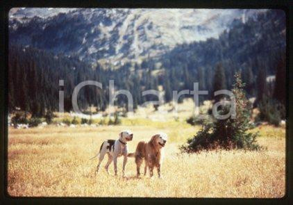 BEN SHADOW - CINEMA "HOMEWARD BOUND" Duwayne DUNHAM 1993 * 35 mm vintage slide 4