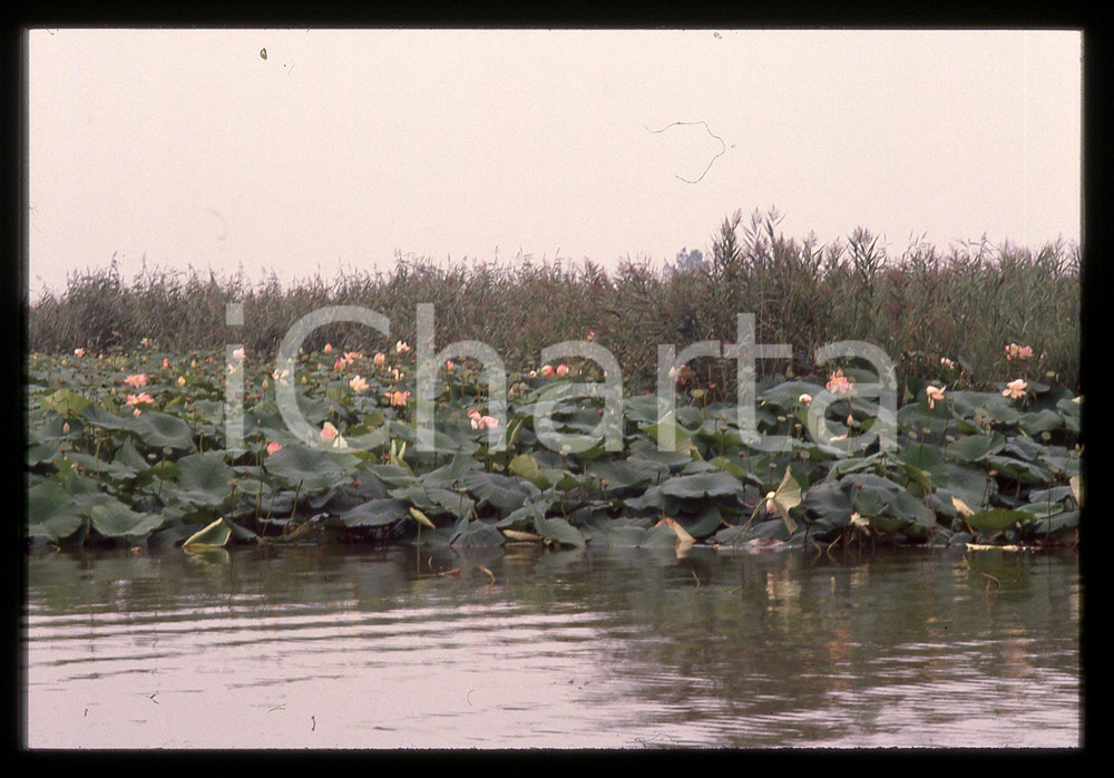1987 CURTATONE Fiori di loto sulle rive del fiume MINCIO * 35 mm vintage slide  Diapositiva d'epoca, in formato 35 mm.CONDIZIONI: GOODE' severamente vietata la riproduzione. Tutti i diritti sono riservati.ICharta mette in vendita, sul negozio eBay e in esclusiva sul sito "icharta" il proprio archivio composto da numerose diapositive e negativi fotografici d'epoca, tutti originali e autentici, che attraversano la storia del costume italiano tra gli la fine degli anni Sessanta e Novanta.Si tratta di uno sguardo inedito sull'attualità, la politica, la vita quotidiana, il gossip e la cultura, che fotografa il cambiamento della nazione in quest'ultimo scorcio del XX secolo. Un'occasione unica per il mercato del collezionismo, che vede finalmente disponibile un archivio eccezionale per vastità, tematiche e condizioni, in un settore (il negativo fotografico e la diapositiva) di assoluta novità e dalle interessanti prospettive di investimento.  GOOD/buono   originale e autentica 1