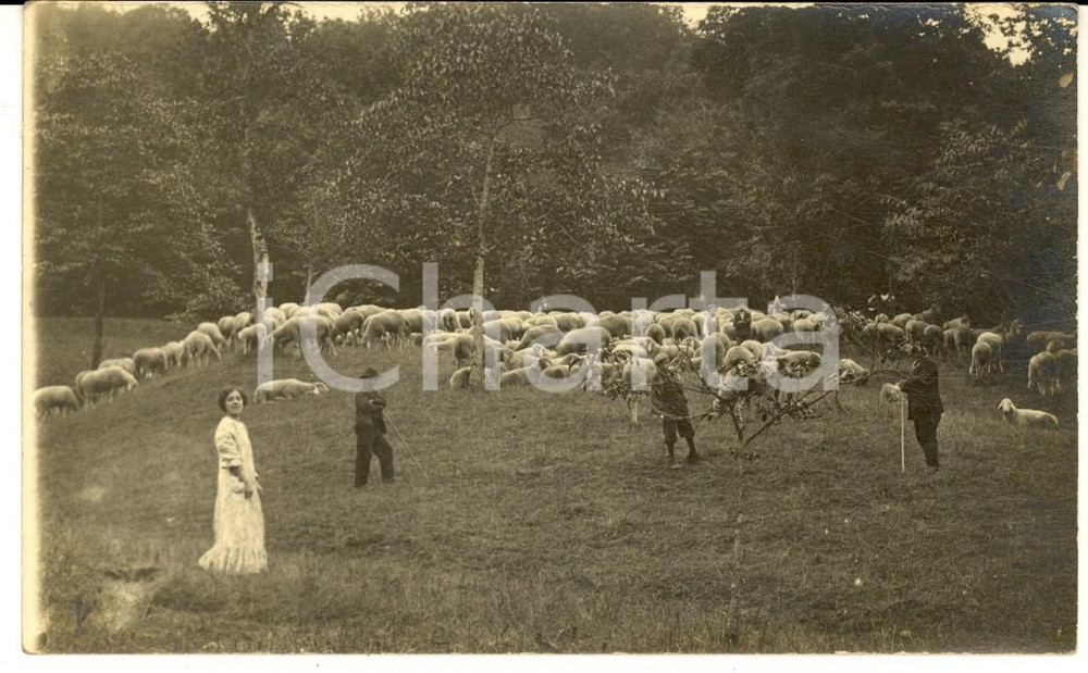 1912 Area di MARCHIROLO Famiglia PELLA con pecore al pascolo - Foto cartolina Fotografia d'epoca, in formato cartolina postale. CONDIZIONI: G      originale e autentica 1