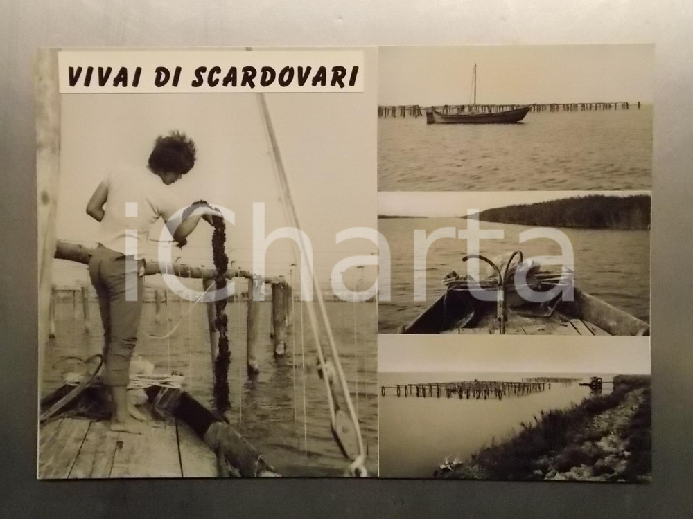 1960 ca SCARDOVARI (RO) Raccolta delle cozze *Bozzetto per cartolina 35x24 cm