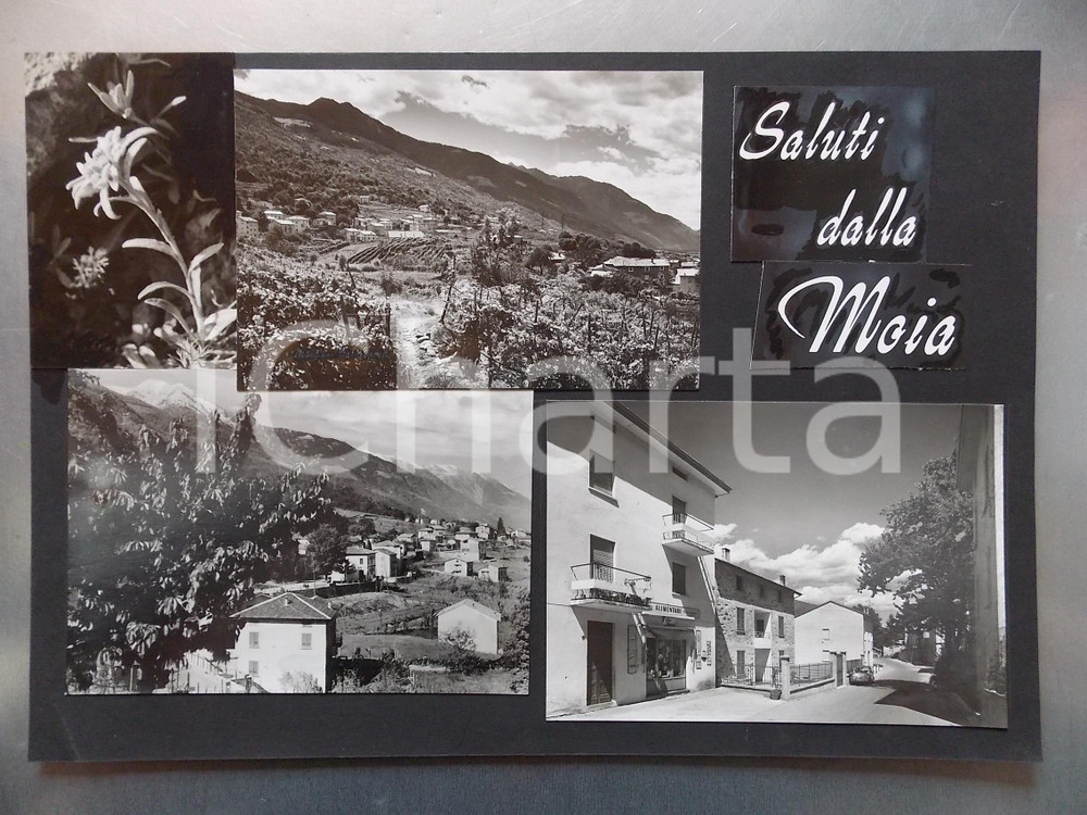 1960 ca ALBOSAGGIA - MOIA (SO) Vedute panoramiche - Bozzetto cartolina 30x24 Bozzetto preparatorio per cartolina postale.Collage su cartoncino morbido. CONDIZIONI: FAIR FORMATO: 30x24 cm    originale e autentica 1