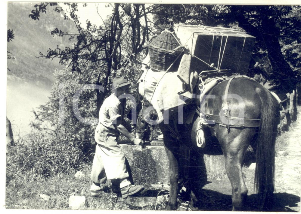 Fotografia d epoca originale 1950 ca AREA DI COMO Contadino con un mulo da soma  Foto VINTAGE 15x10 1