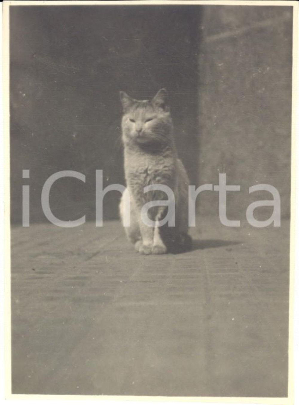 1925 MILANO Il gatto di via Scarlatti 11 - Foto CURIOSA 8x11 cm