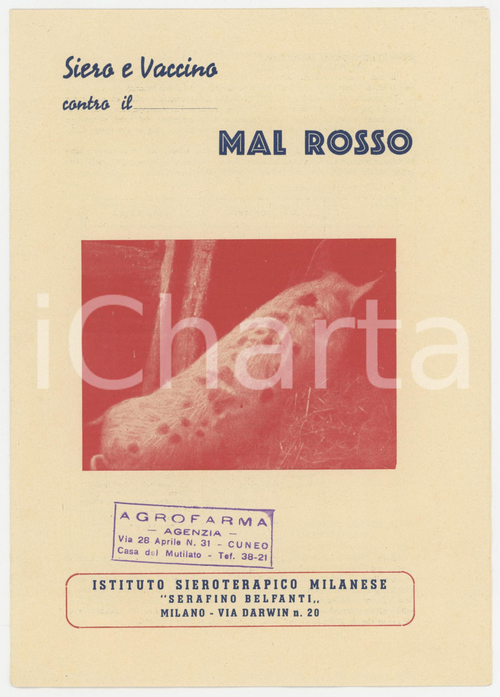1950 ca MILANO Istituto Sieroterapico BELFANTI - Siero per MAL ROSSO *Pieghevole