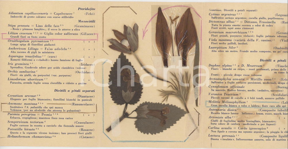 Oggetto da collezione cartaceo 1960 ca BRESCIA Florula campionaria  Biglietto con FLORA PREALPINA vera 1