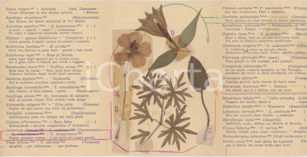 1962 BRESCIA Florula campionaria - Biglietto con FIORI VERI per mostra (2)