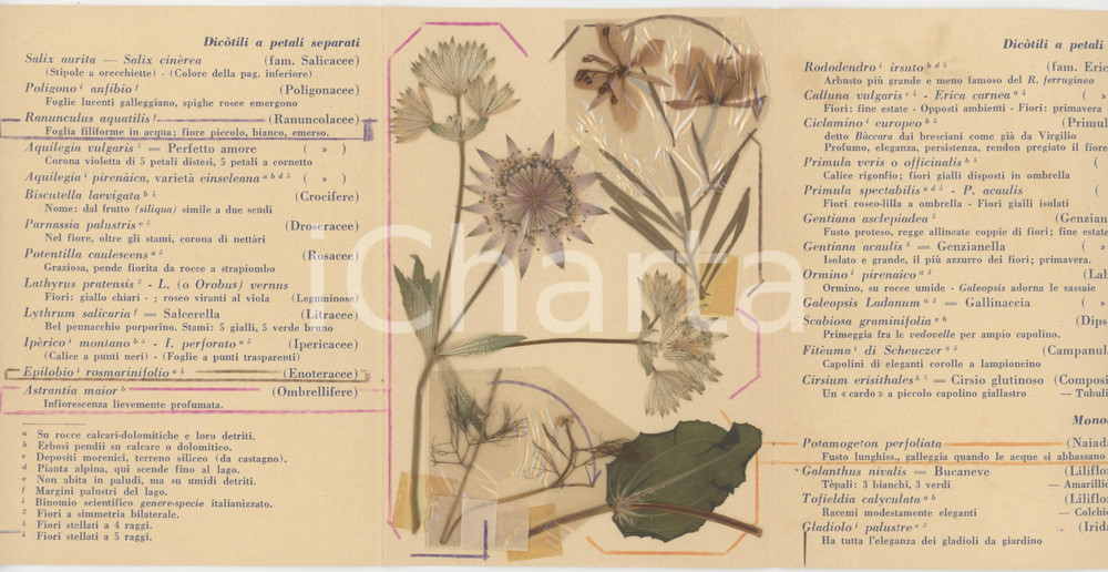Oggetto da collezione cartaceo 1962 BRESCIA Florula campionaria  Biglietto con FIORI VERI del Lago d Idro 1