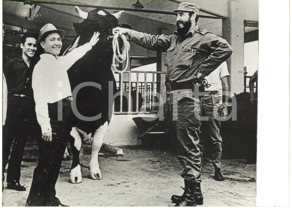 1967 CUBA L'AVANA - Le Thanh NGHIJ e Fidel CASTRO visitano allevamento bovino