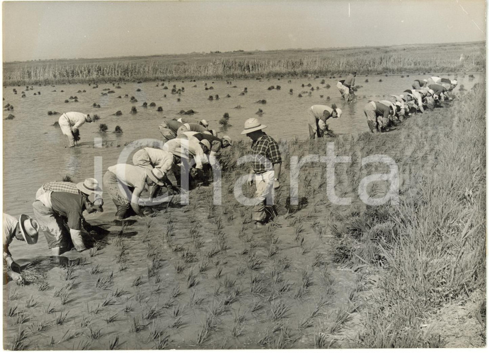 1960 ca FRANCE CAMARGUE - Ouvriers espagnols au travail dans les rizières 