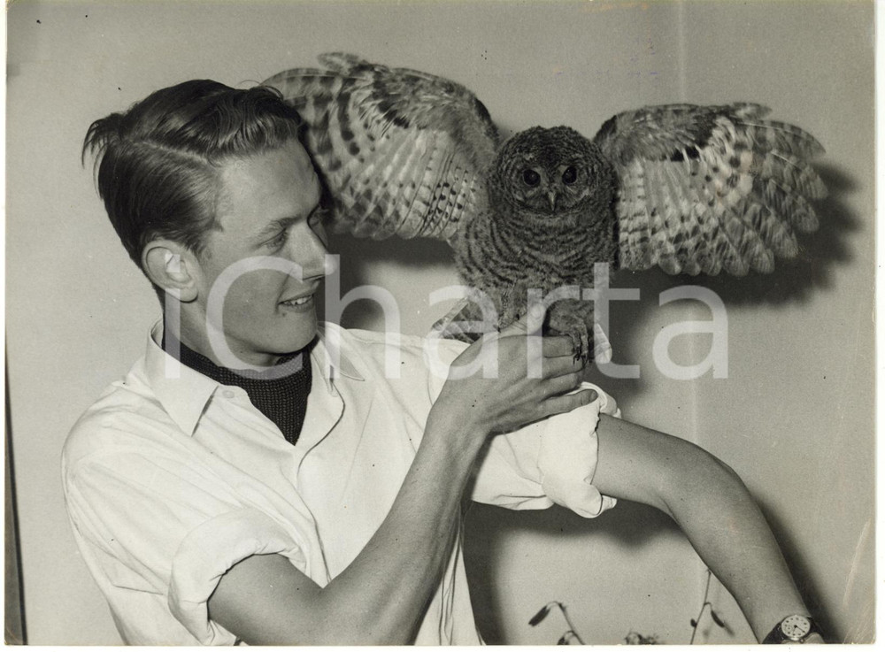 1960 LYTHAM ST ANNES - David WINTERBOTTOM with his owl Ollie *Photo 20x15  Fotografia d'epoca con didascalia coeva al verso.  CONDIZIONI: FAIR (lievi piegature angolari; minime tracce di inchiostro; vari aloni) FORMATO: 20x15 cm     originale e autentica 1