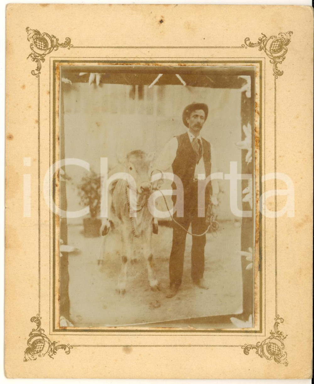 1910 ca ITALIA Ritratto di contadino con un vitello per il mercato - Foto 13x16