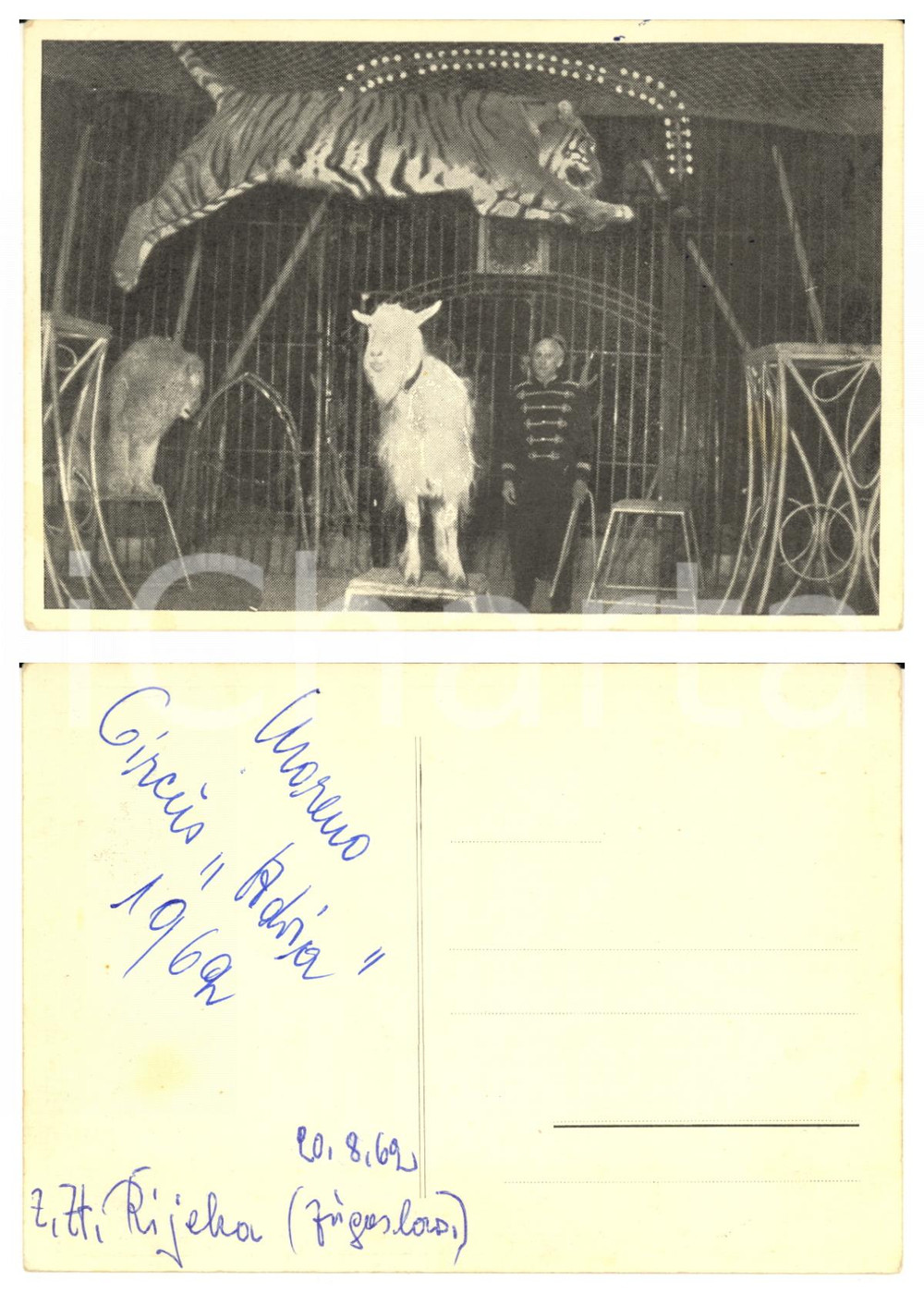 1962 RIJEKA Circus ADRIA - Walter MORENO tra i leoni - Cartolina con AUTOGRAFO