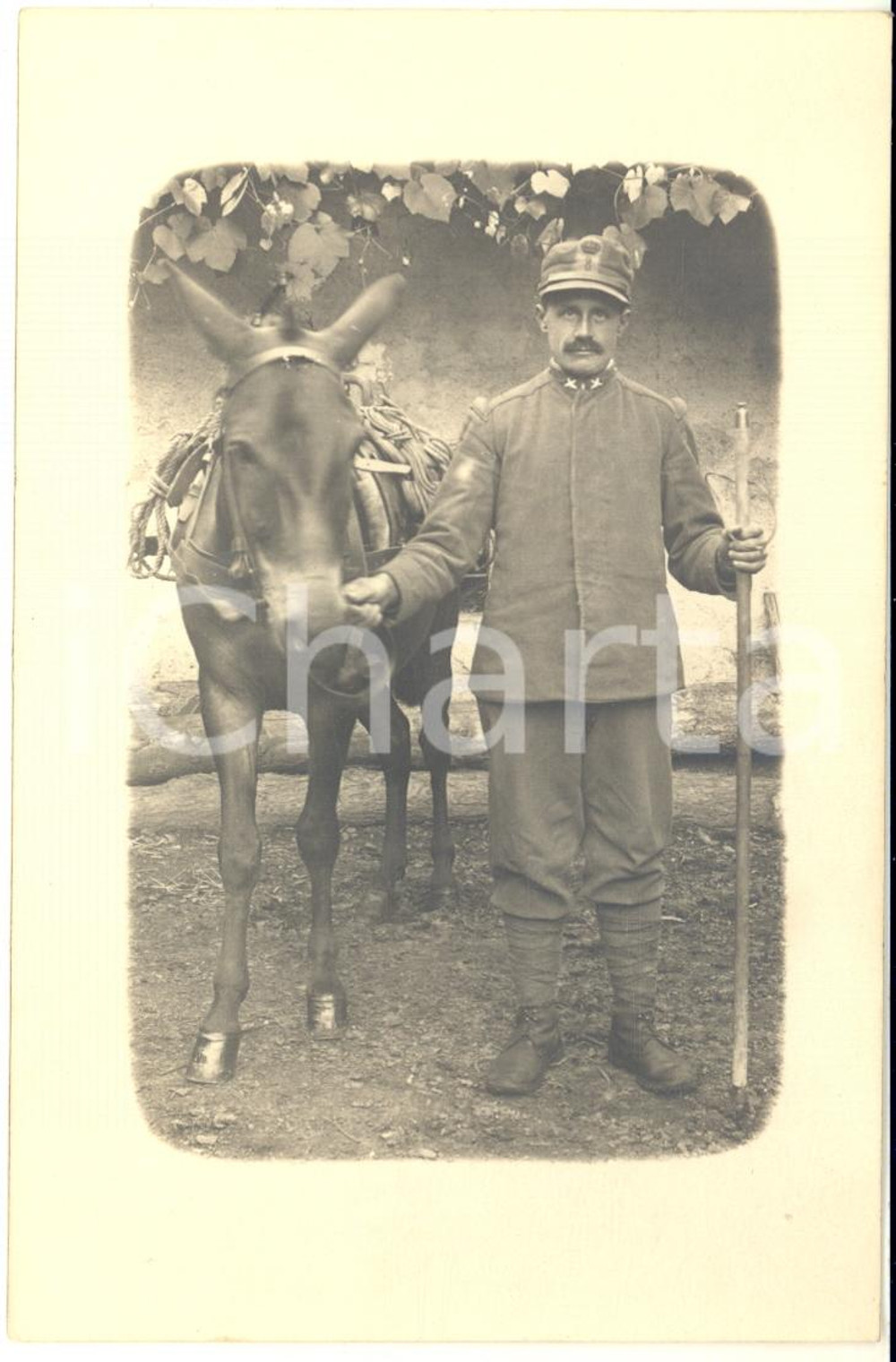 1915 ca WW1 REGIO ESERCITO Ufficiale 8° Reggimento Fanteria con un mulo - Foto