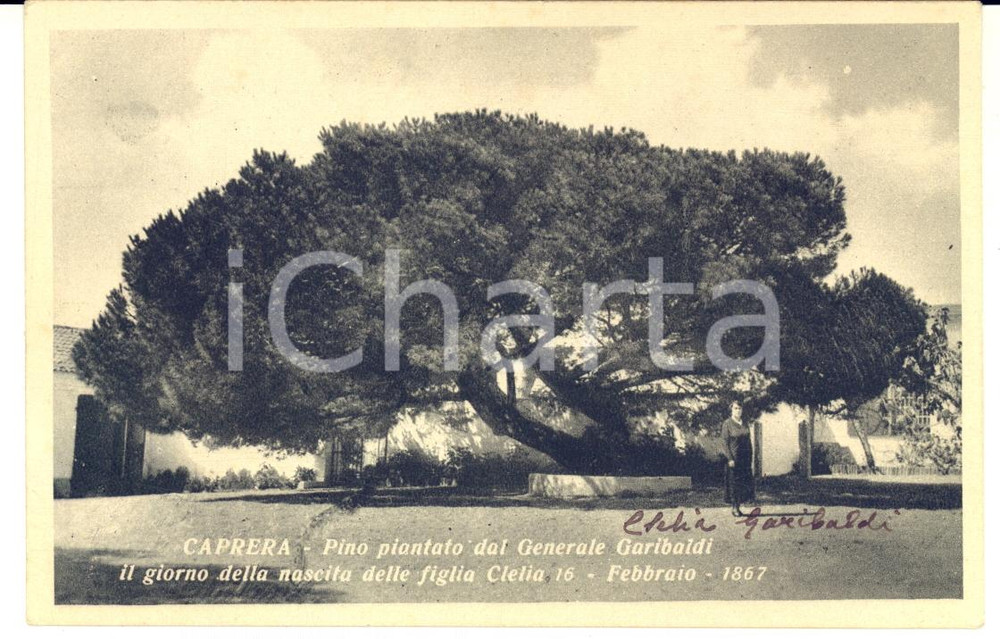 1935 ca CAPRERA Clelia GARIBALDI sotto il pino piantato dal padre - AUTOGRAFO