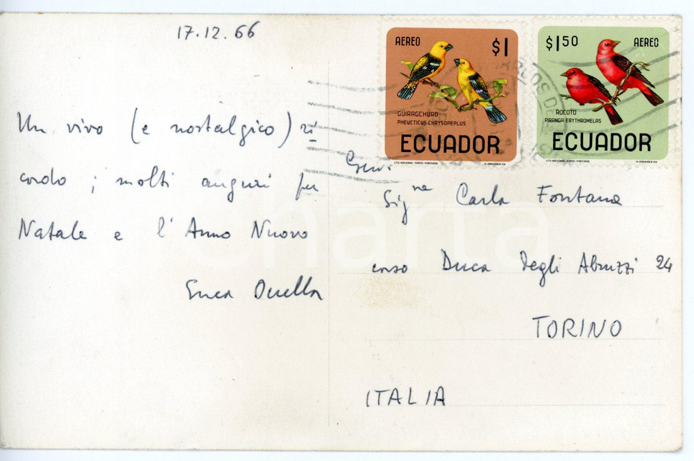 1966 RIOBAMBA Professor Enea OCCELLA *Cartolina con AUTOGRAFO - FP VG