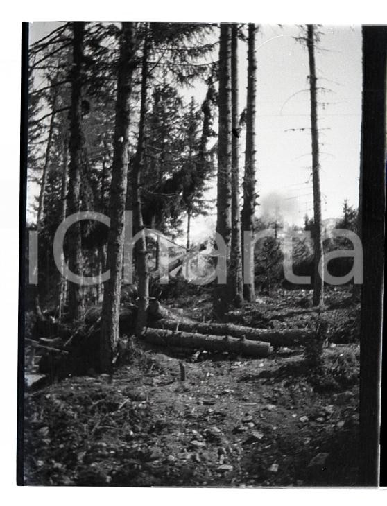 6X4cm NEGATIVO ORIGINALE *1915ca WW1 ESERCITO ITALIANO Bosco bombardato