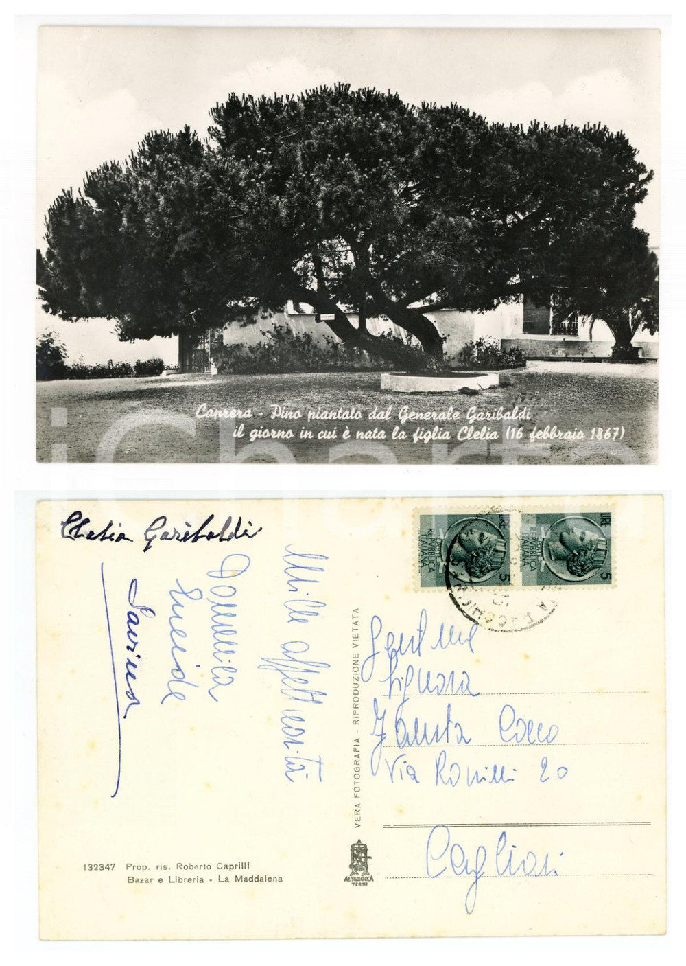 1950 ca CAPRERA Pino piantato dal generale Garibaldi *AUTOGRAFO Clelia GARIBALDI