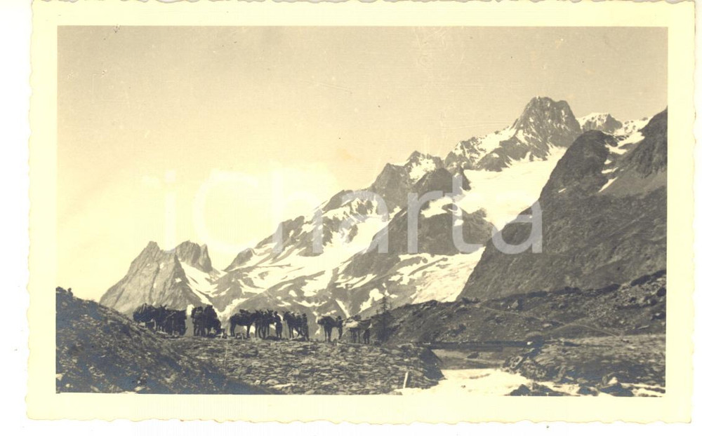 1937 COLLE DI TOULA Alpini con muli da trasporto - Fotografia 14x9 cm