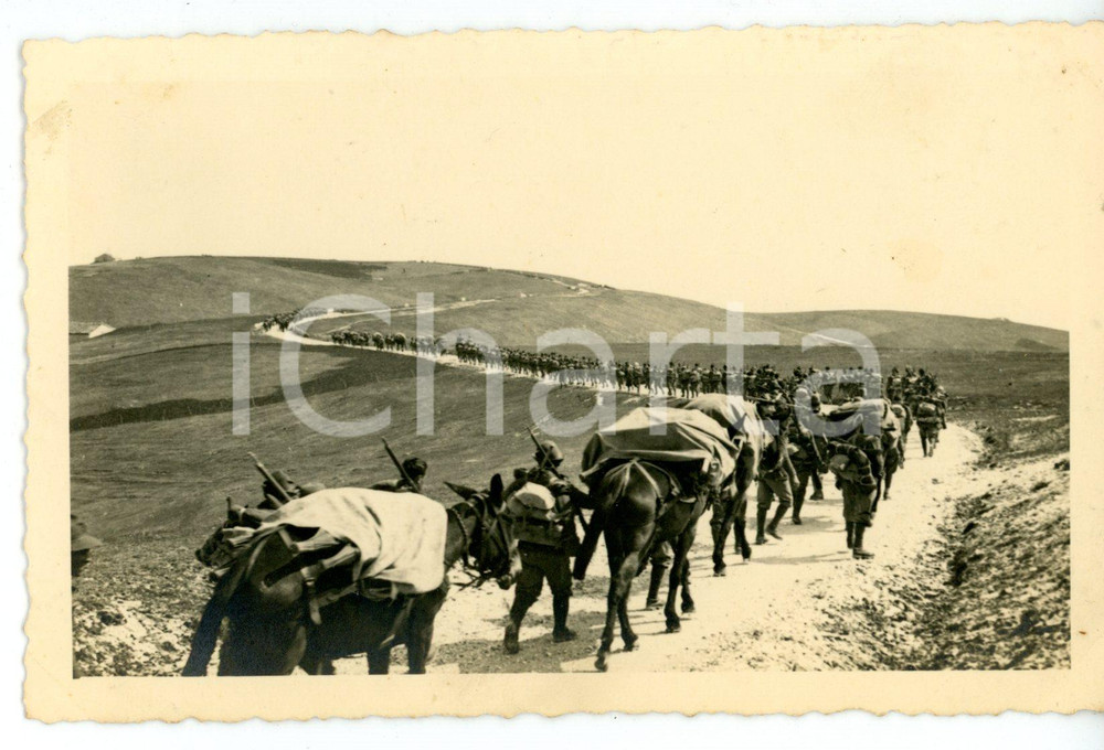 1937 COLLE DI TOULA Alpini con muli da trasporto in marcia - Fotografia 14x9 cm