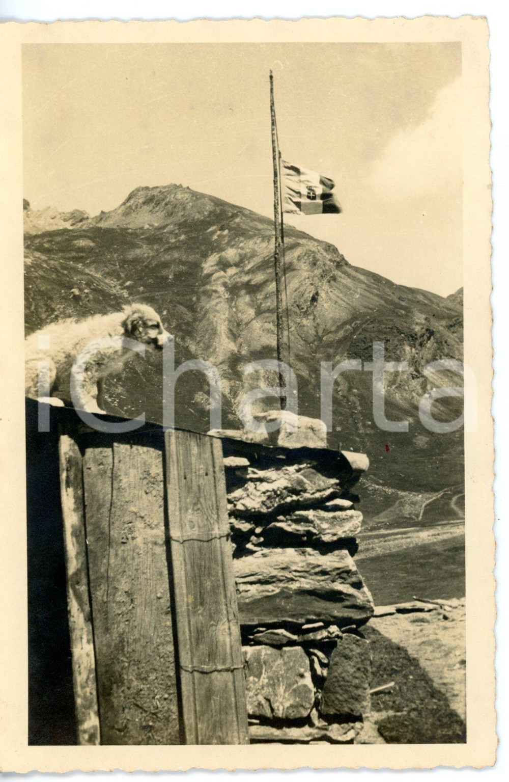 1940 ca WW2 COLLE CHATILLON Cane portafortuna a guardia del tricolore - Foto FP