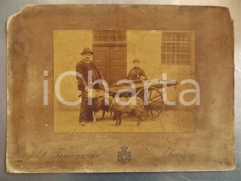 1890 ca SALUZZO Coppia di contadini con carretto e pecore - Foto TAMAGNONE 36x27